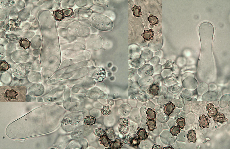 Inocybe stellatospora